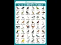 Download Lagu Birds Name English Vocabulary #birds #shortsfeed #rmlearning