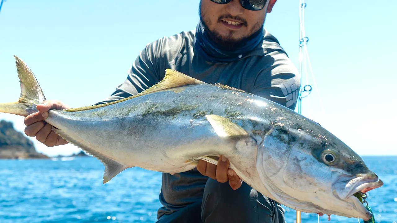 BACK IN NEW ZEALAND   Landbase Kingfish Catch and Cook