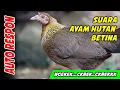 ⚠️ TERBUKTI! Suara Ayam Hutan Betina Ini Bikin Jantan Langsung Turun