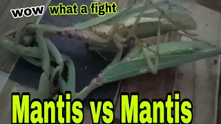 what a fight of 2 mantis they fight until death no one surender jmoviesofficial7215
