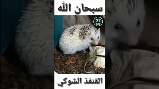 القنفذ الشوكي شوك القنفذ للشعر شوك القنفذ لفك السحر شوك القنفذ في المنام 
