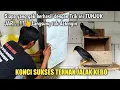 Download Lagu SETELAH NONTON INI PASTI LANGSUNG TERNAK JALAK KEBO