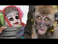 Download Lagu Macaque Monkeys in Indonesia: Reclaiming natural lives after wildlife entertainment