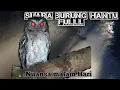Lagu Suara Burung Hantu Malam Hari ❗❗