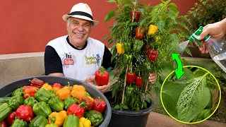 PIMENTÃO NO VASO: PLANTEI COM ESSE TRUQUE e COLHO O ANO INTEIRO
