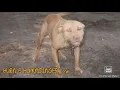 Understanding the Mr Burns Red boy Jocko dogs