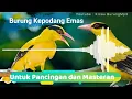 Download Lagu Suara Burung Kepodang Gacor Untuk pancingan dan masteran | Kicau Burung Mp3