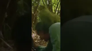 Parrot Mates With Man S Head In Hilarious Documentary Moment 