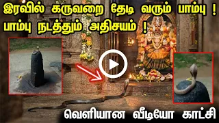 இரவில் கருவறை தேடி வரும் பாம்பு ! அம்மனைக் காண  வரும் 5 அடி நீள பாம்பு ! வெளியான வீடியோ காட்சி