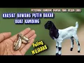 Lagu PETERNAK KAMBING HARUS TAU‼️ KHASIAT BAWANG PUTIH BAKAR BUAT KAMBING TERNYATA SANGAT LUAR BIASA