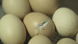 ตอนที่ 3 - การเพาะพันธุ์ไก่กระดูกดำ