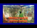 Download Lagu Gebrakan Cucak Ijo Sebelum Gantang