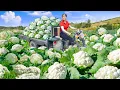 Download Lagu Harvest Cauliflower with 3 Wheel Truck and Sell at Countryside Market | Phuong Harvest Life