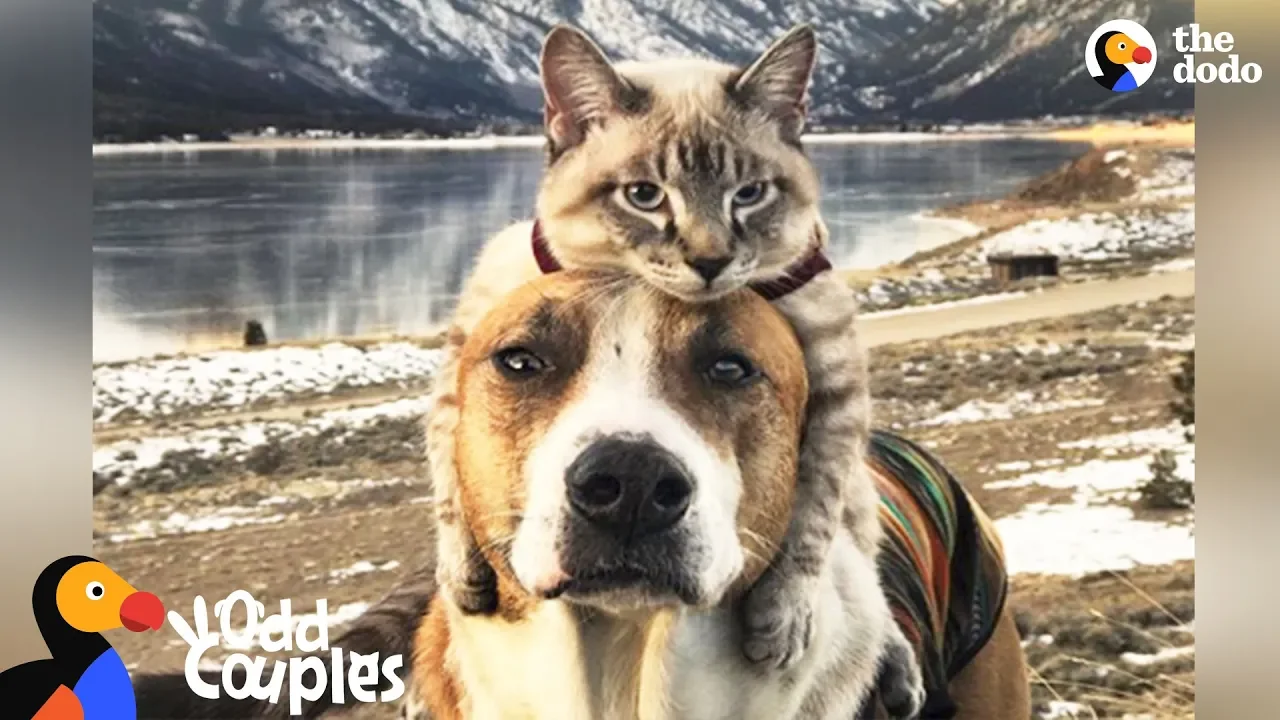 Dog Comforts His Cat Brother In The Cutest Way - HENRY & BALOO | The Dodo Odd Couples