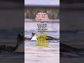 Download Lagu Keindahan, Kekuatan  Burung Elanng.