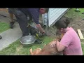 Dog rescued from underneath shed on Gypsy Lane in Youngstown