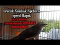 Download Lagu trucuk Nembak Ngebren speed RAPAT pancingan trucukan Paling Cepat direspon bikin NGAMUK trucukanmu