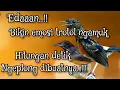 Download Lagu PANCINGAN MURAI BATU TROTOL AGAR BUNYI.... AMPUH LANGSUNG NYAUT NGEPLONG