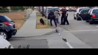 شاهد وفاء كلب دفاعا عن صاحبه وقتله من قبل الشرطه 