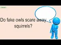 Do Fake Owls Scare Away Squirrels