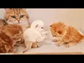 Download Lagu Er broeit een conflict tussen de kittens Teddy en Pikachu 🤣