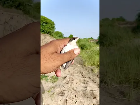 Caught an Ababeel, rescued it ❤️😍 set it free ❤️#shortvideo