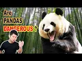 Are Pandas Dangerous Yes yes they are