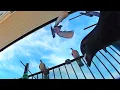 Download Lagu Vicious Pigeons Repeatedly Attack Camera and Trample it 😑 / Balcony Bird Table