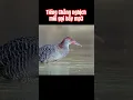 Download Lagu Tiếng Chằng nghịch mồi gọi bầy mp3 | Staly-breasted Rail call