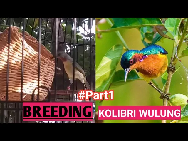 BREEDING KOLIBRI WULUNG/KOLIBRI MUNCANG || proses penjodohan #part1