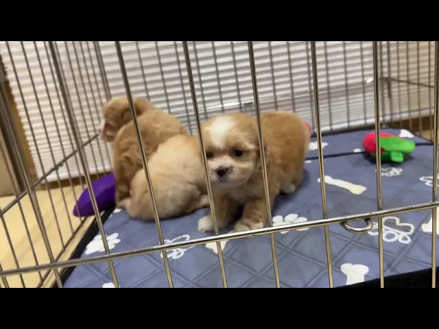 動画