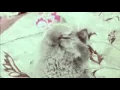 Weird Quick Cat Gif