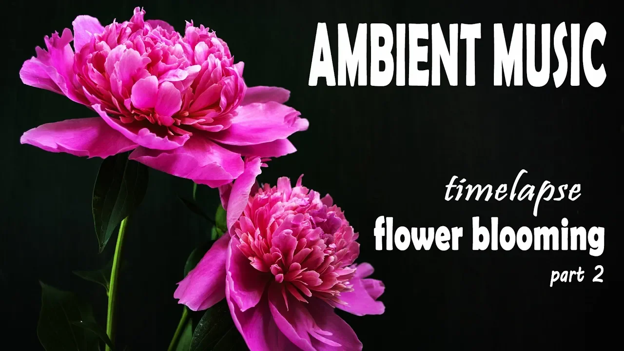 Relaxing Ambient Music & Beautiful Flower Blooming Timelapse PART 2 - Chill out & Meditate Sounds Relaxing Ambient Music & Beautiful Flower Blooming Timelapse PART 2 - Chill out & Meditate Sounds