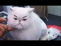 Funny Grumpy Cats Compilation