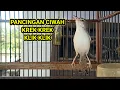 Download Lagu Pancingan suara ciblek sawah || suara klik klik krek krek bikin ciblek sawah bunyi
