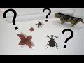 Choosing the best paper for origami - essential papers and example folds