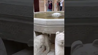 سر الأسود بقصر الحمراء 