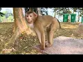 Download Lagu What is Monkey Kaka expecting from his dad? MP3