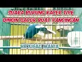 Download Lagu Suara Burung Kacer Tipe Dingin Gacor buat Pancingan