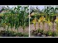 Download Lagu Cara menanam jagung manis di polibag , dari semai hingga panen