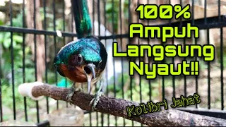 Download 100% Ampuh! Pancingan Kolibri Wulung Agar Langsung Bunyi Nembak Sambung Besetan Pedas | Kowul Nembak MP3