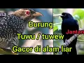 Download Lagu Burung tuwu / tuwew suara i alam liar,