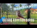 Download Lagu Tembakan pedes kancilan bakau