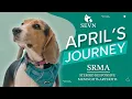 A Beagle s Journey with Autoimmune Inflammatory Disease