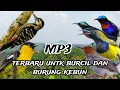 Download Lagu Suara pikat burcil kombinasi pelatuk ribut