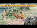 Download Lagu HEBOH !! WANITA PELIHARA RIBUAN KERA TANPA DALEMAN || cara unik menjinakan hewan liar ditengah hutan