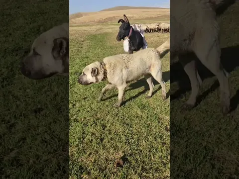 tentando adestrar o cachorro pastor