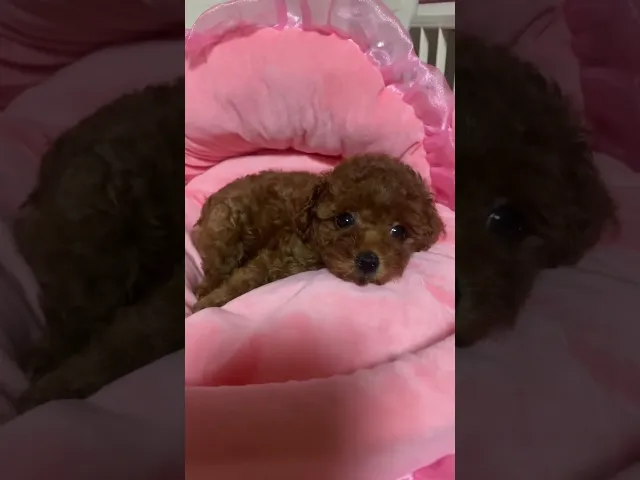 動画