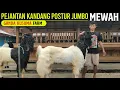 Lagu 4 EKOR KAMBING JANTAN JUMBO‼️ Kambing PE Kaligesing Ganda Kusuma Farm.