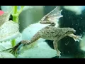 Lagu Introduction to African Dwarf Frogs (Episode 1)